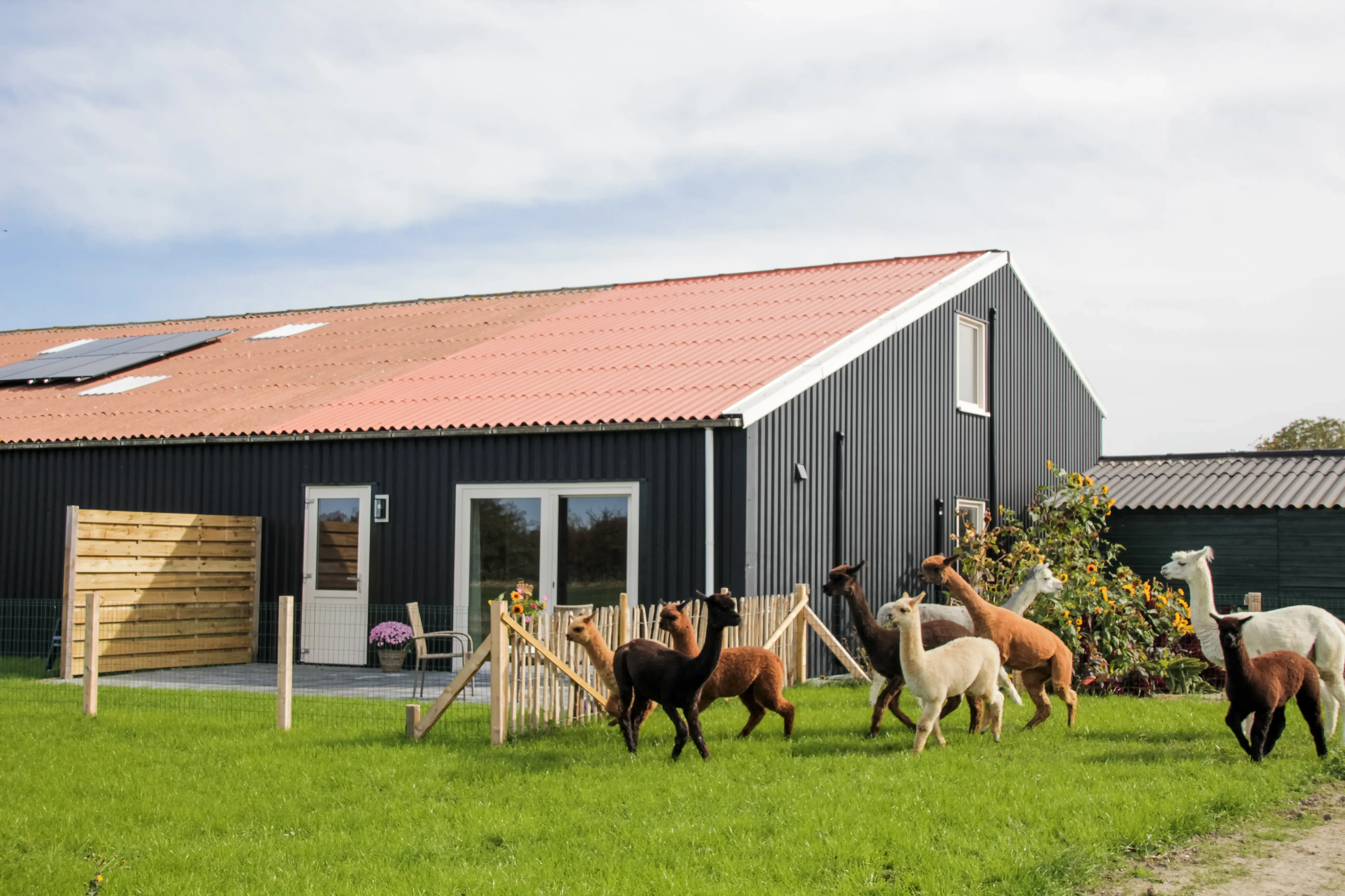 Alpaca’s voor de B&B