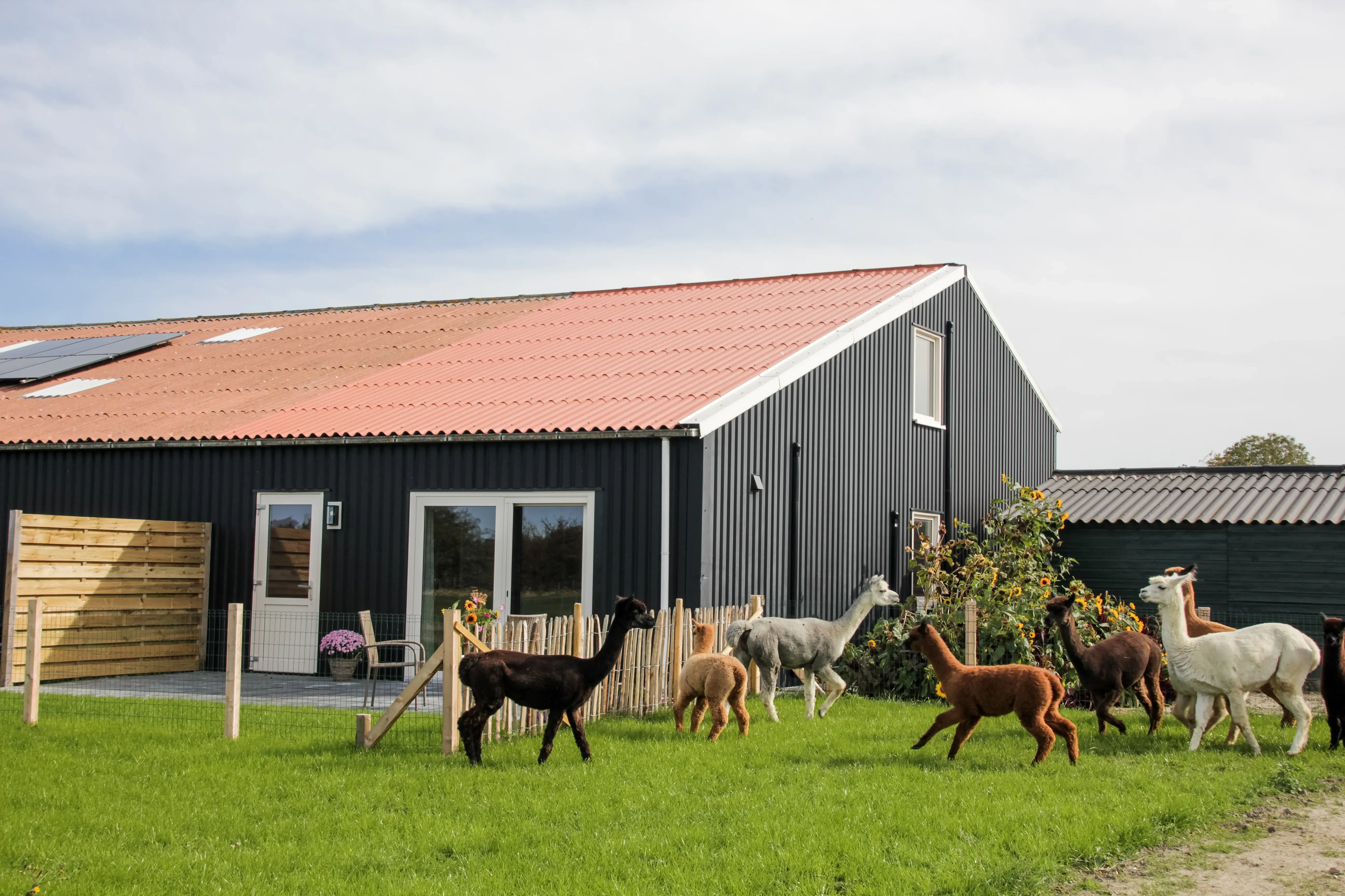 Groep alpaca's voor B&B 't Bloemenveld in Ritthem