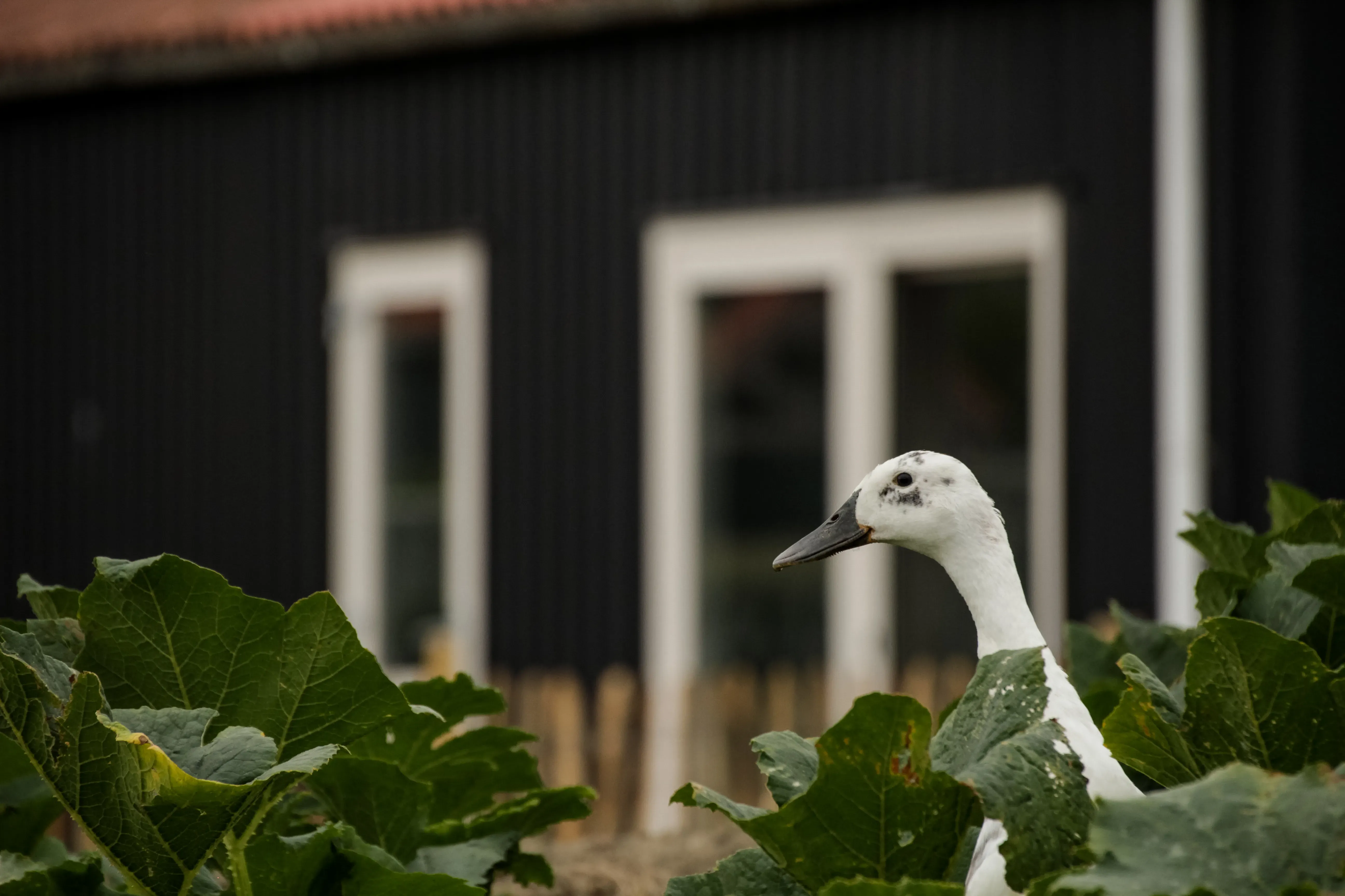 Neem contact op met B&B 't Bloemenveld