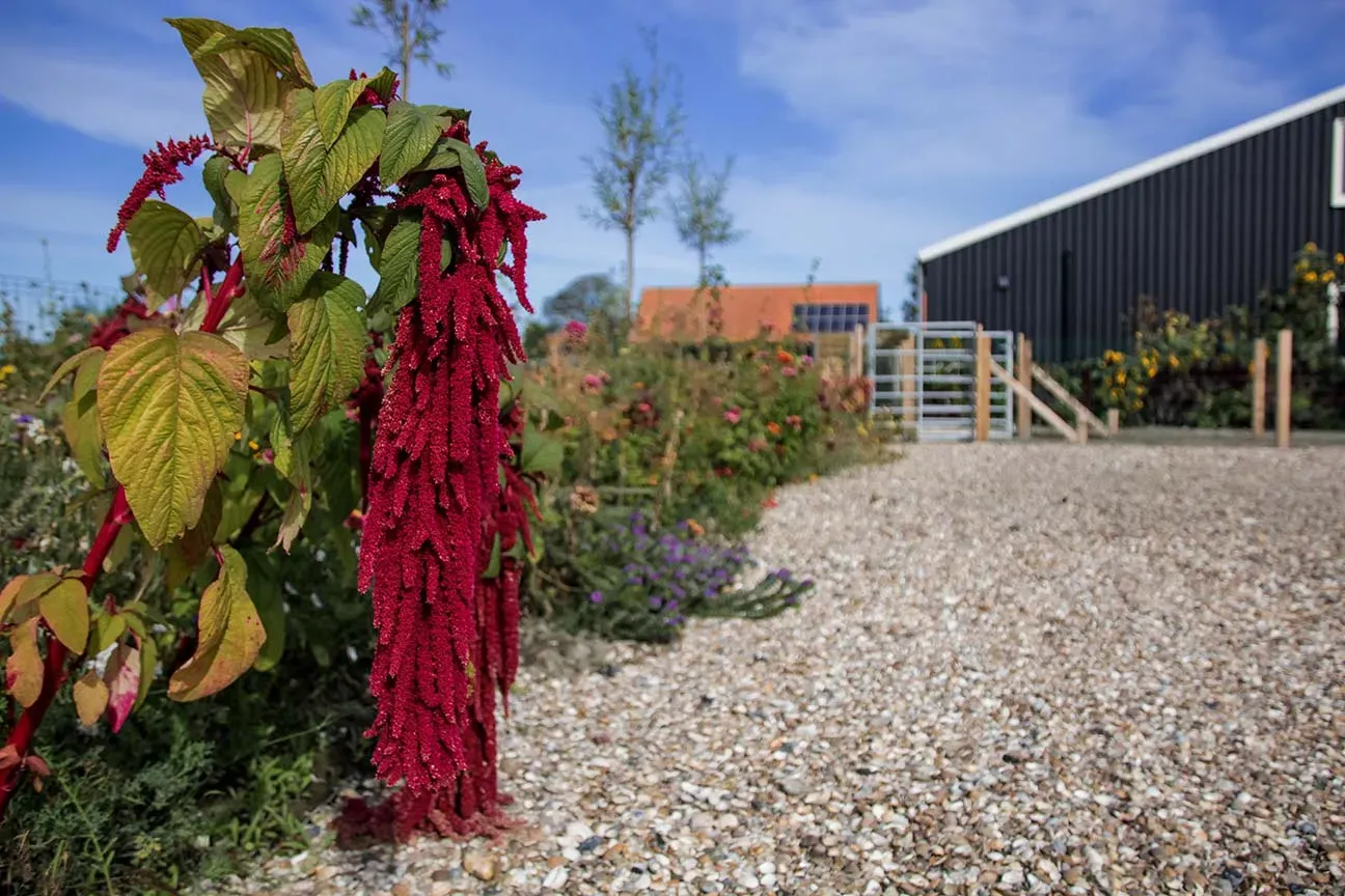 Over de gastvrouwen van B&B 't Bloemenveld
