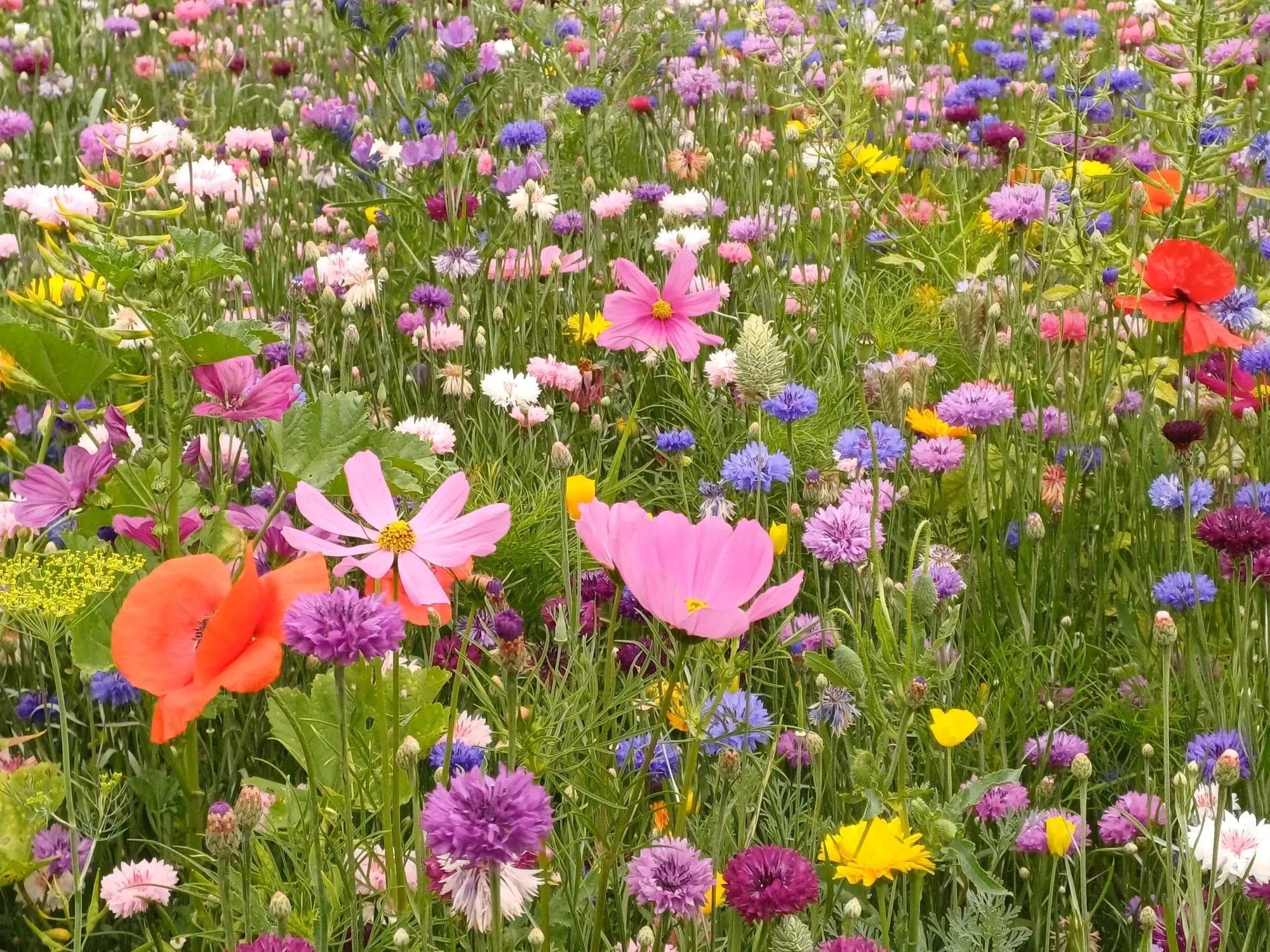 Kleurrijk bloemenveld met klaprozen, cosmea's en korenbloemen naast B&B 't Bloemenveld