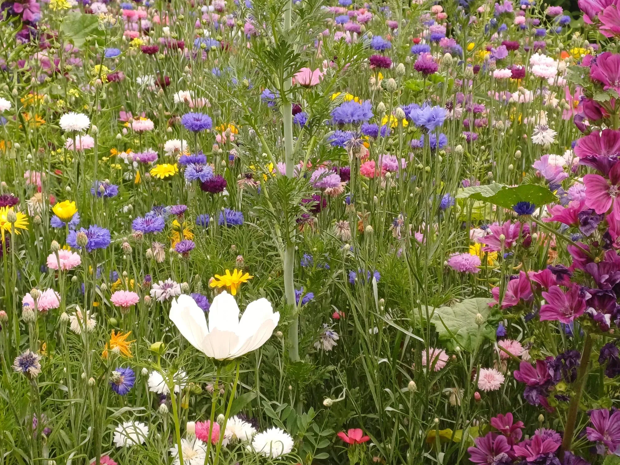 Bloemenveld met korenbloemen en cosmea’s