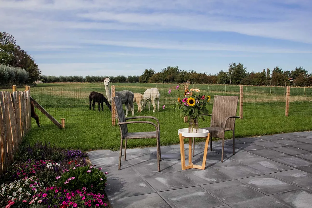 uitzicht b&b bloemenveld